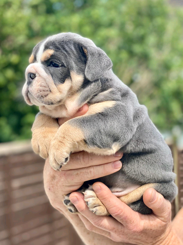 lego minifigures animals